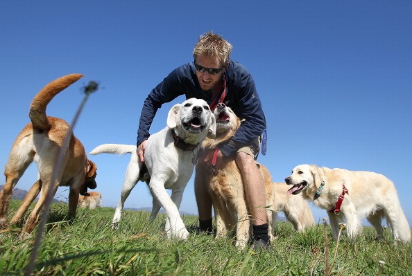 San Francisco Seeks To License Professional Dog Walkers