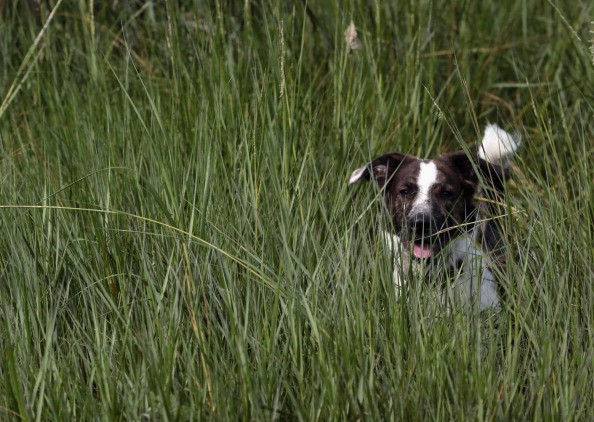 Dogs at Coindre Hall