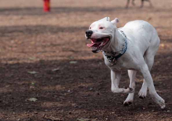 Dogs at Coindre Hall