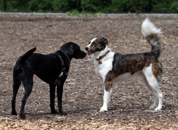 Dog Park Action