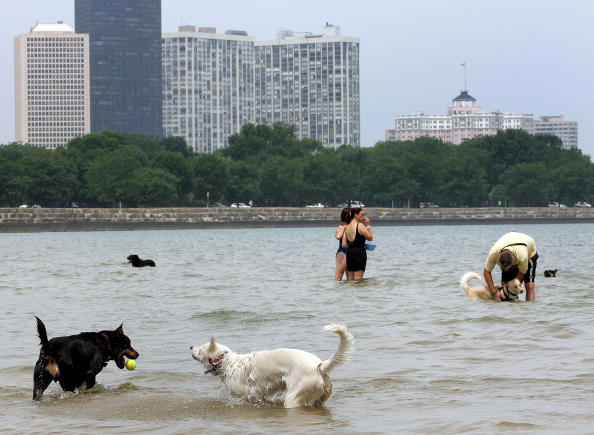 Chicago Named Dog-Friendliest Big City In North America