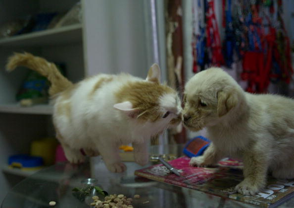 Pet Shop Helps Stray Dogs In Xuzhou