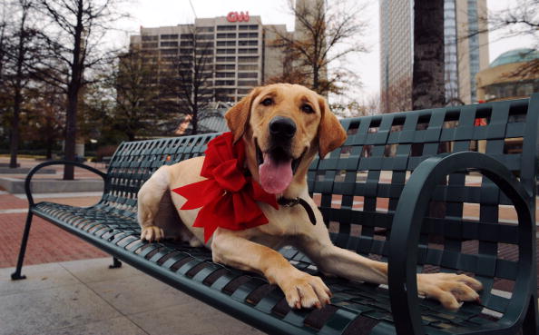 Marley, the Dog from "Marley and Me", Visits Various Atlanta Landmarks