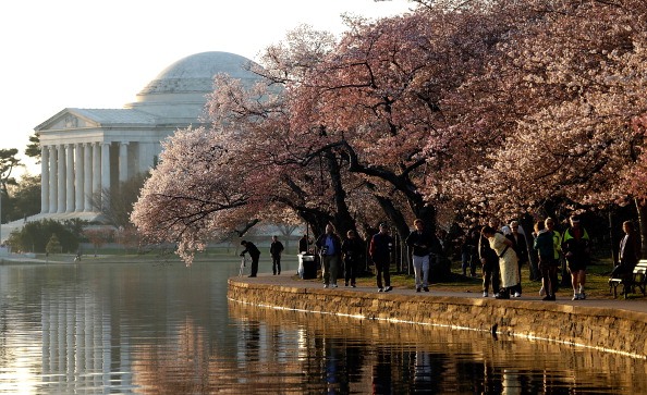 DC's Cherry Blossoms Come To Late Bloom