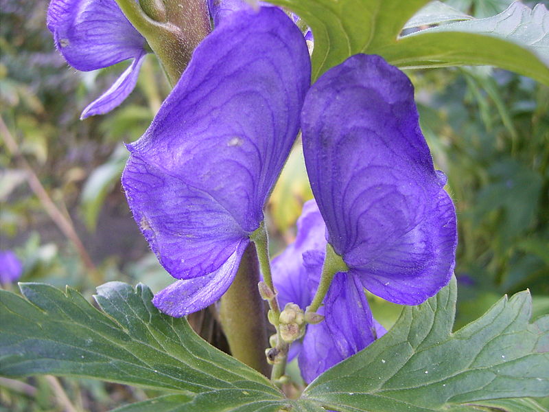 800px-Aconitum_carmichaelli_'arendsii'_27-10-2005_16.09.36