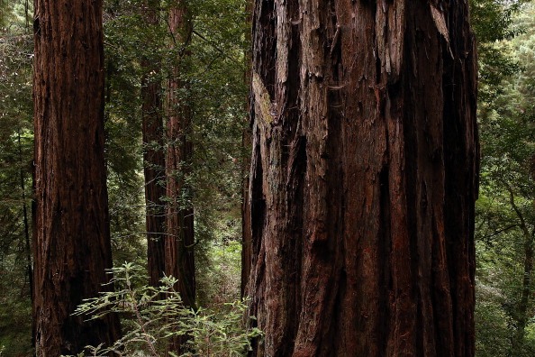 redwoods