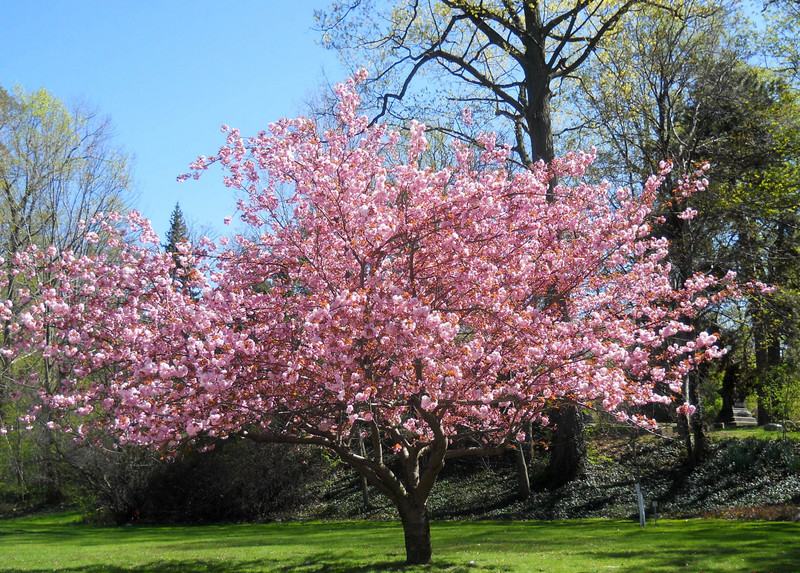 Magnolia Tree