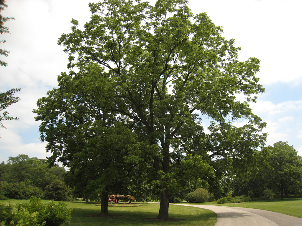 Black-walnut-tree