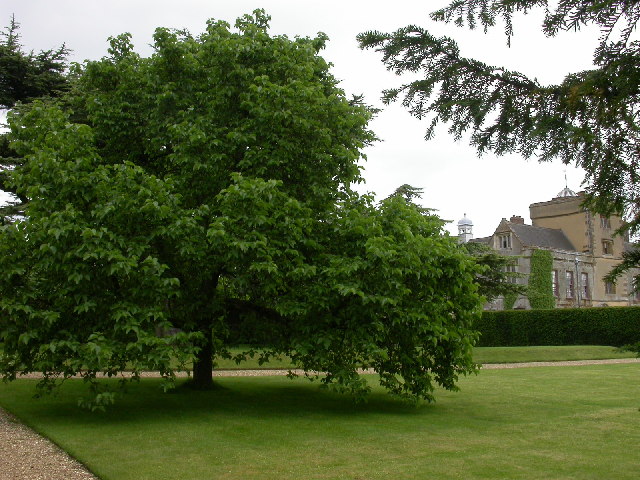 Canons_Ashby_House_and_Mulberry_Tree_-_geograph.org.uk_-_22987