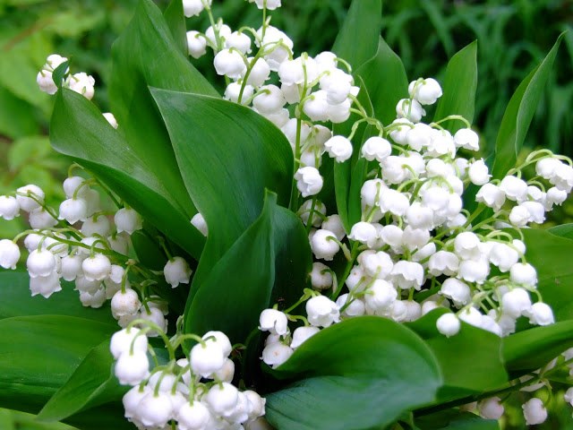 Lily-of-the-Valley