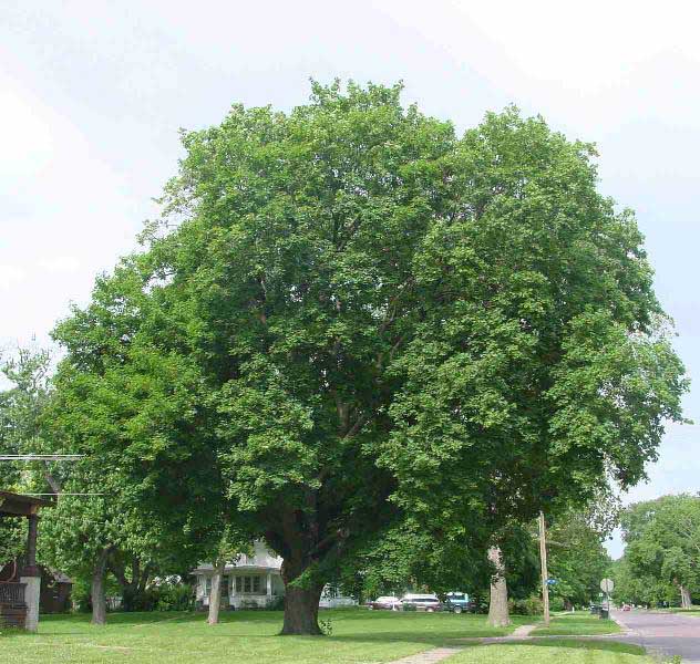 Norway-Maple