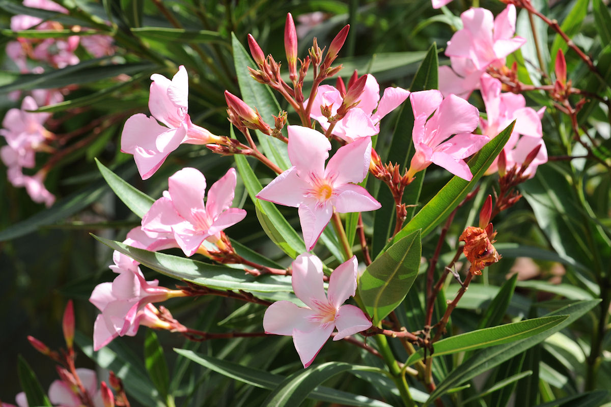 Oleander-gr