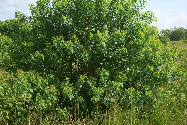 Chinese Tallow Tree