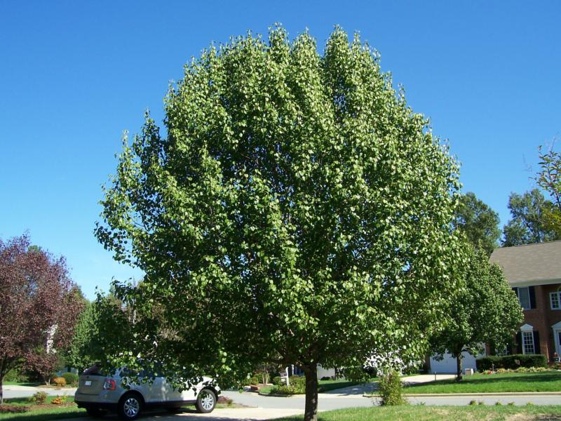 Bradford Pear Tree