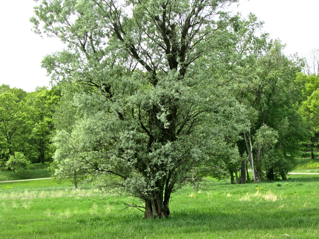 cottonwood-tree