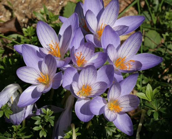 crocus665web