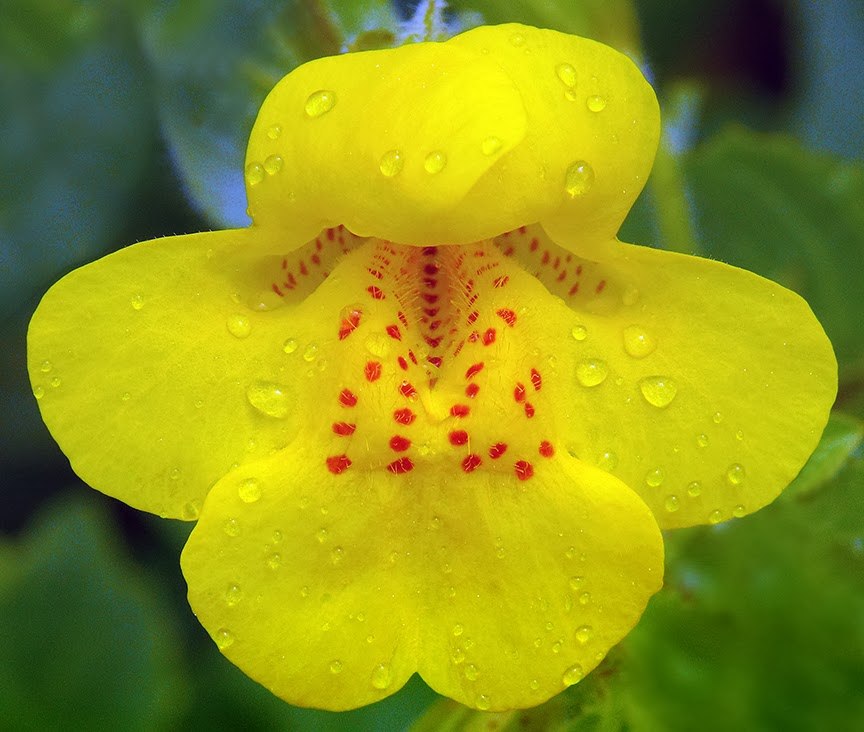 MIMULUS GUTTATUS