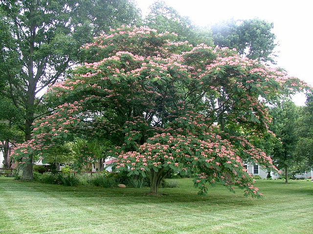 mimosa-tree