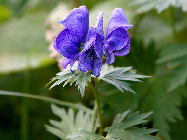 monkshood-cropped-2