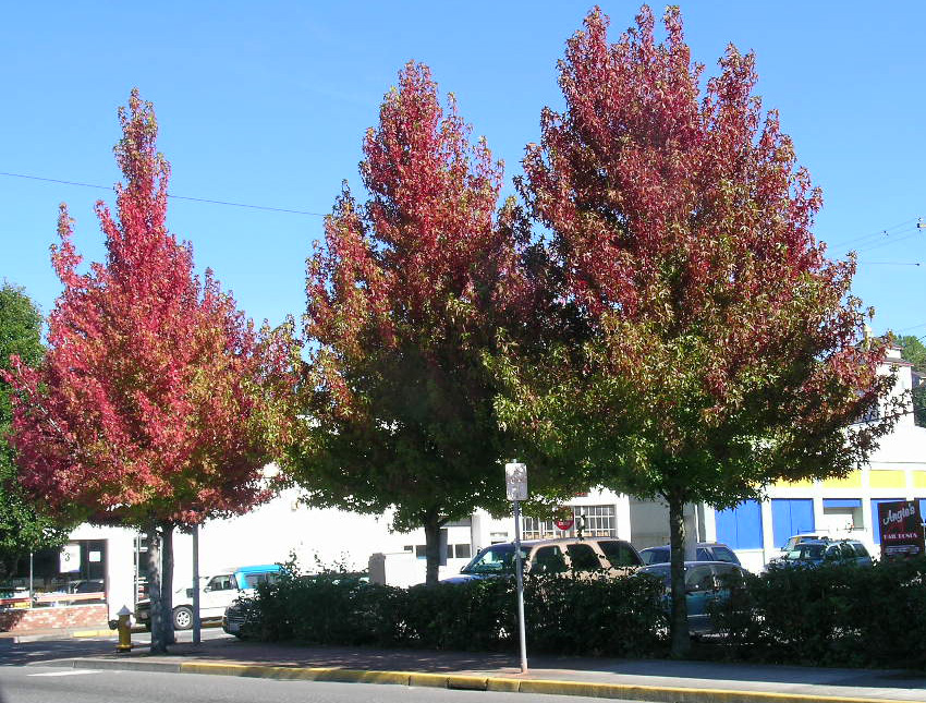 20 Types of Trees You Do Not Want Growing In Your Yard