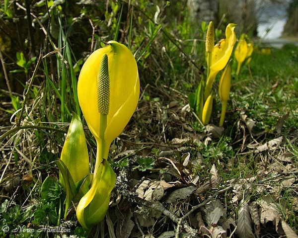 skunk_cabbage8977