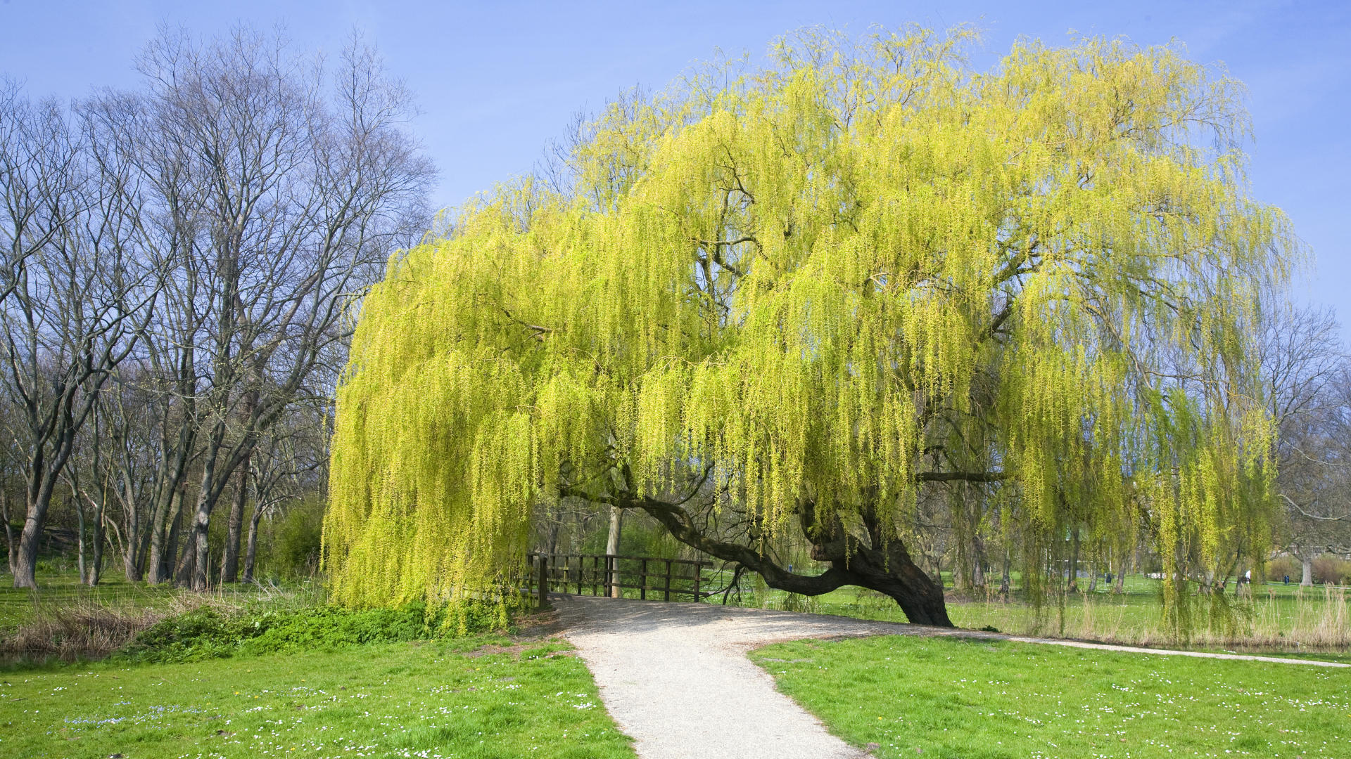 Weeping Willow (Salix sepulcralis) blossoming in a park, Den Helder, Netherlands