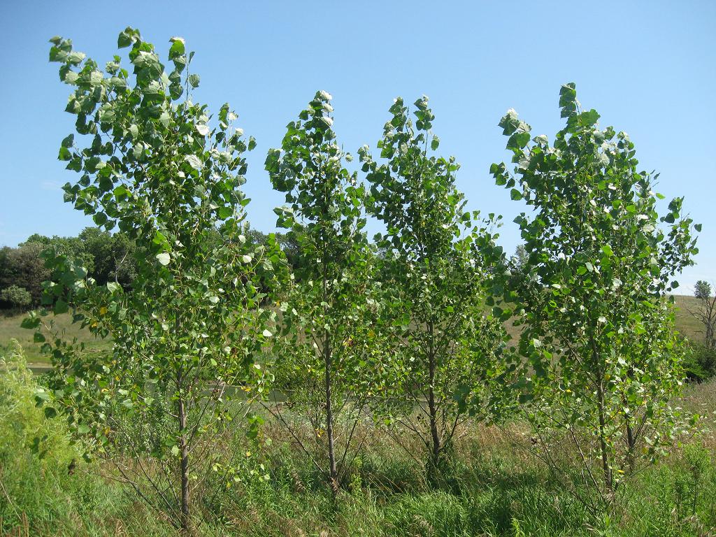 windbreak-hybrid-poplars_b