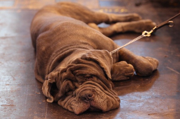 Dogs And Owners Gather For 2011 Crufts Dog Show