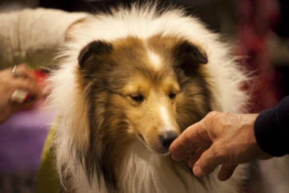 World's Top Dogs Compete At Westminster Dog Show