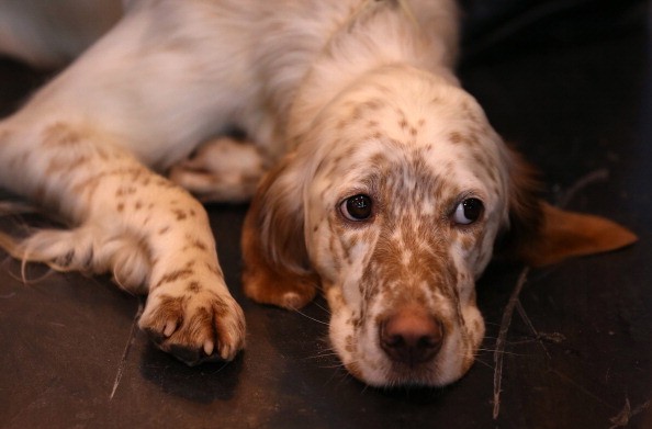 Dogs And Owners Gather For 2014 Crufts Dog Show