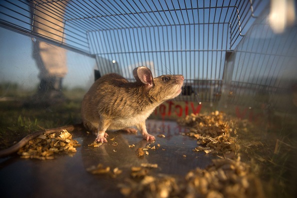 Cambodia's Demining Authority Train Giant Rats To Detect Landmines