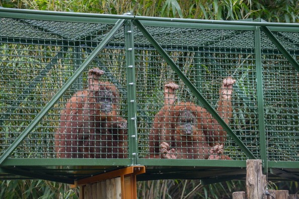 Rome Bioparco Opens A New Area For Orangutans