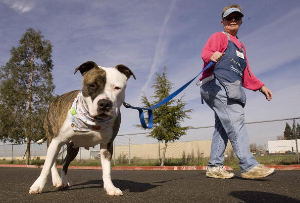 Household Pets Become Latest Victims Of Foreclosure Crisis