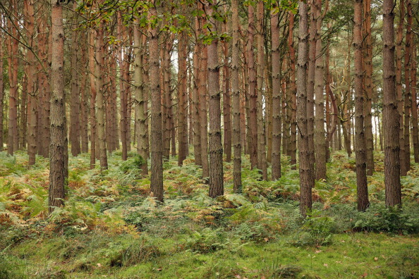 Woodland Area For Hiking