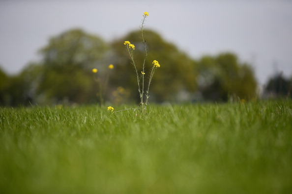 oregon green field