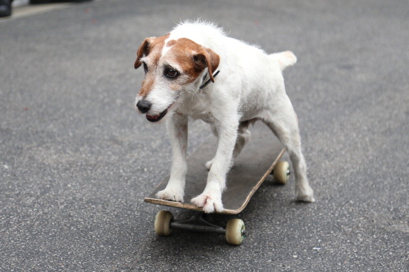 Dog riding skateboard