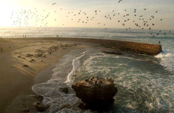 Seals Occupy La Jolla's Children's Pool Beach