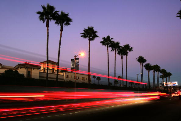 Row of palm trees in Los Angeles