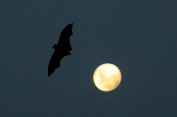 Bat soaring through the air