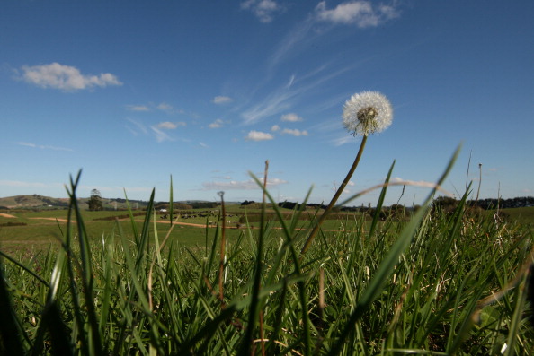 Open field of grass