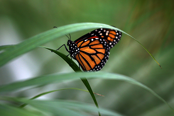 Beautiful butterfly resting on a plant