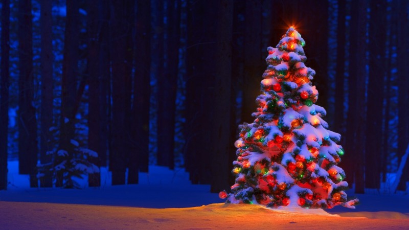 outdoor christmas tree with colored lights