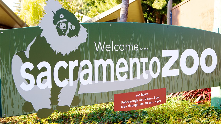 5 of the Coolest Things To Do In Sacramento