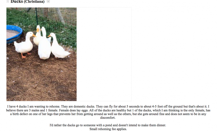 Ducks on nashville craigslist