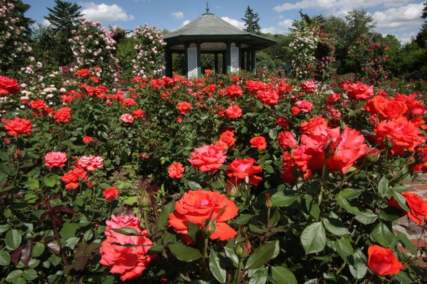 EM Mills Rose Garden in Syracuse NY