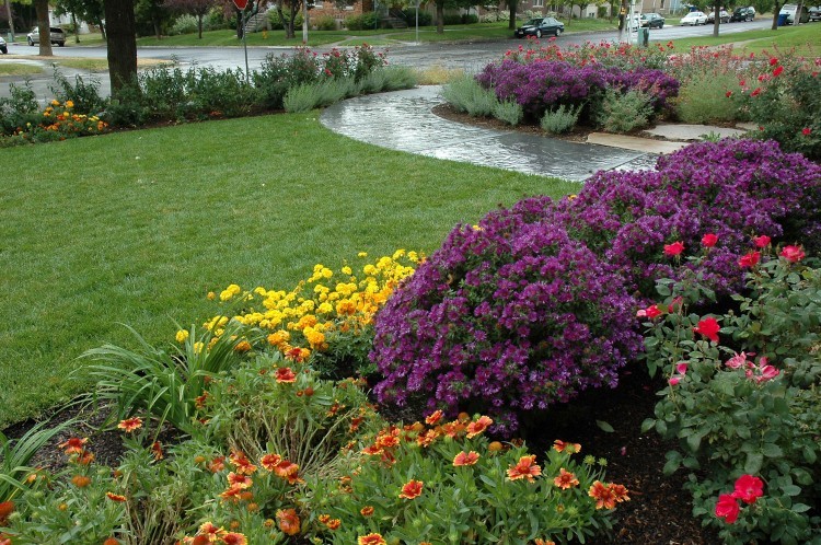 purple front yard landscape