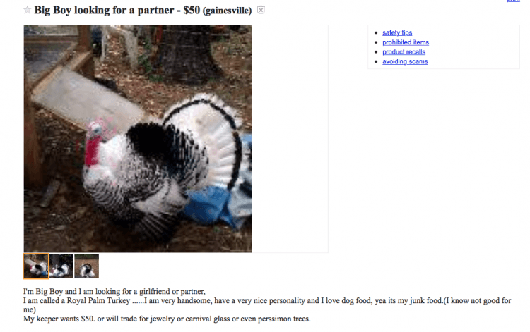 weird turkey post on craigslist gainesville