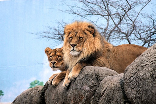 lions at zoo in syracuse ny