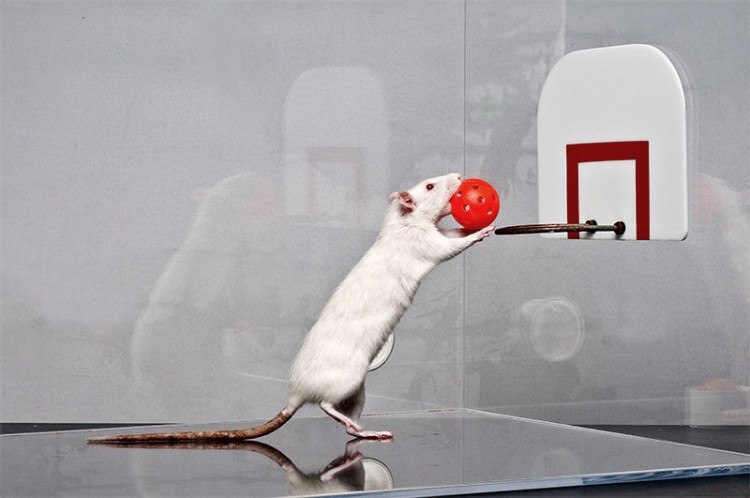 rat basketball