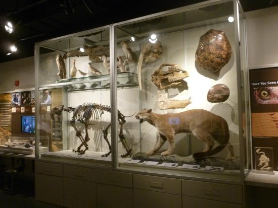 animal museum exhibit 